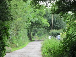 The glorious hedgerows of high summer